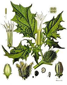 Datura stramonium - Wikipedia