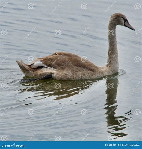 Reflections and the Young Swan Stock Photo - Image of patterns, water