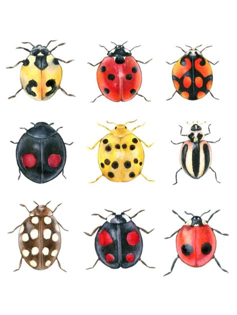 Pin On Home Wall Art Ladybug Art Beetle Art Insect Art