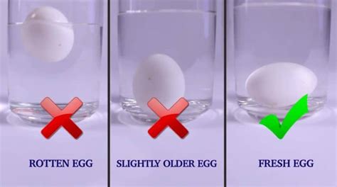 Egg Float Test Tell If Your Expired Eggs Are Still Good To Eat