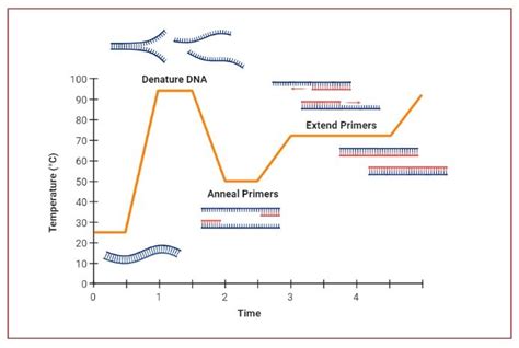 Polymerase Chain Reaction Pcr Definition Steps Principle