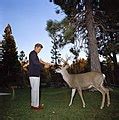 Category Odocoileus Hemionus In Lassen Volcanic National Park