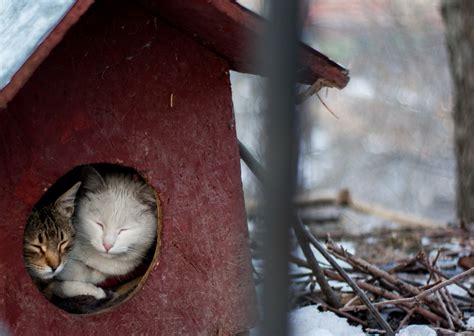 Streunerkatzen im Winter Deine Hilfe für Samtpfoten