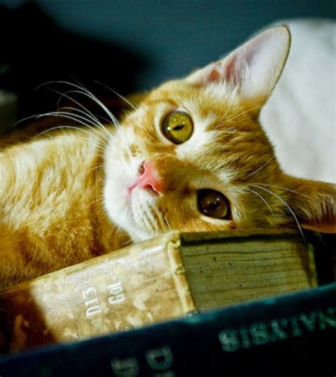www.mieranadhirah.com: Being a bookworm....
