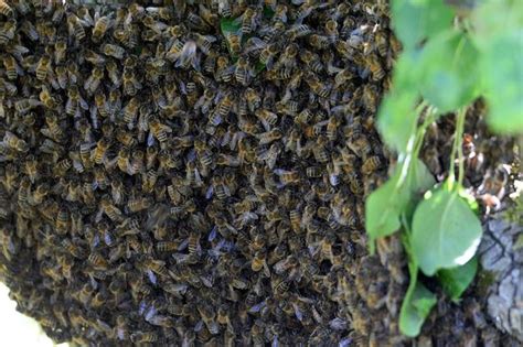 Guyane Des Abeilles Tueuses Attaquent Un Groupe De Touristes Un