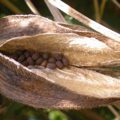 Parfum Ambrette, Ambrette en parfumerie | Olfastory
