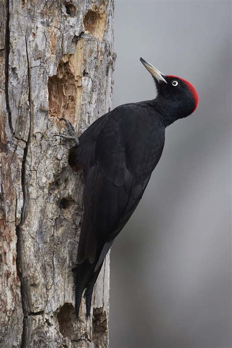 Birds and Landscapes of the Riaño Mountain | Savvy Roads