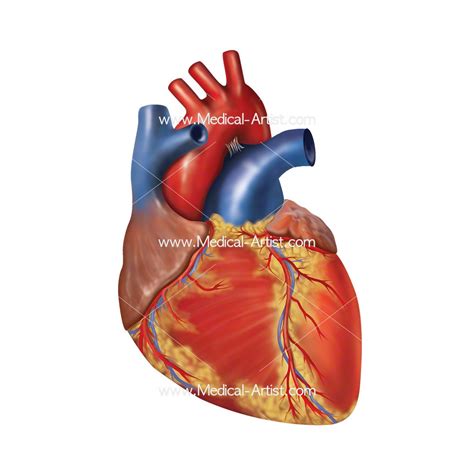 Cardiovascular Medical Illustrations Heart And Vascular Images Human