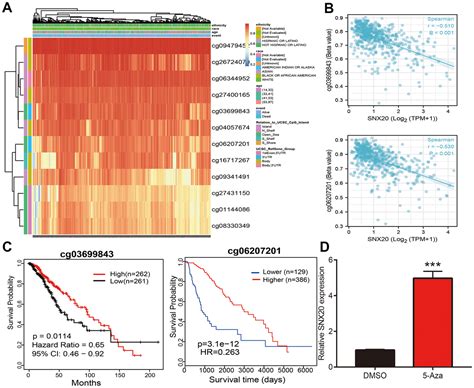 Dna Methylation Regulated Snx Overexpression Correlates With Poor