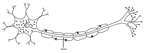 Blank Neuron Diagram