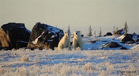 Churchill Polar Bear Season Photos - Churchill Polar Bears