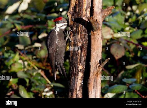 Pileated Woodpecker Dryocopus Pileatus Feeding On Bugs In Dead Tree