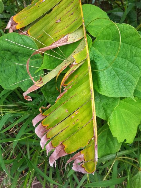 Plantas De Hojas Que Crecen Y Se Desarrollan En El Este De Indonesia