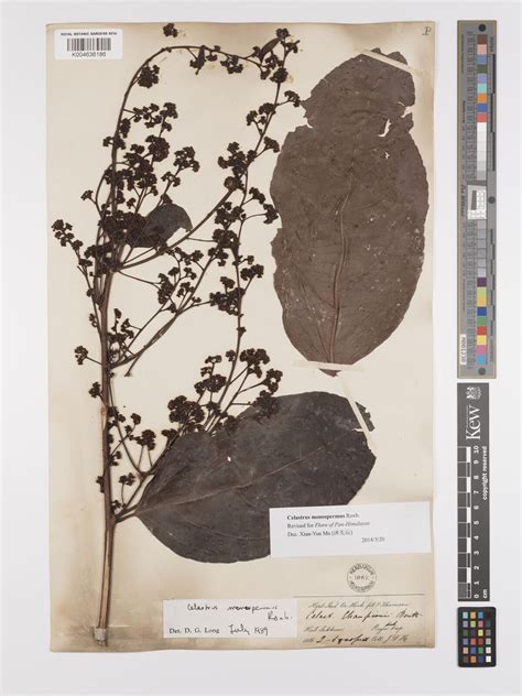 Celastrus Monospermus Roxb Plants Of The World Online Kew Science