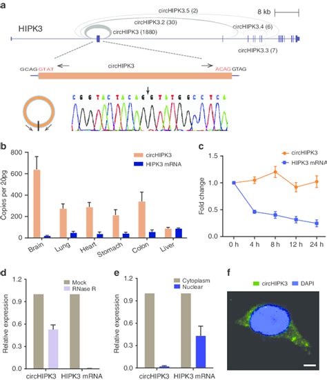 Characterization Of CircHIPK3 RNA In Human Cells A The Genomic