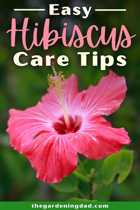 Ultimate Guide To Indoor Hibiscus Care Hibiscus Plant Growing