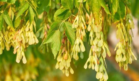 Box Elder Facts How To Grow And Maintain And Benefits