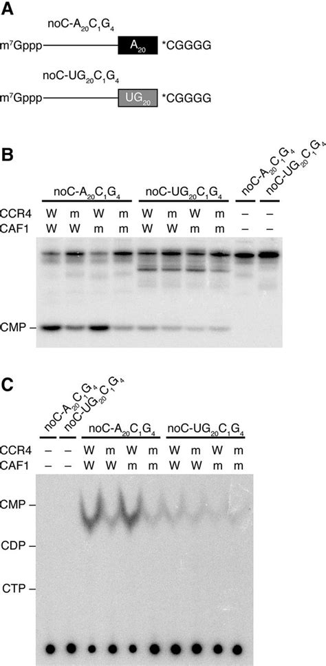 CCR4 and CAF1 deadenylases have an intrinsic activity to remove the ...