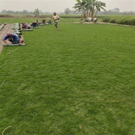 Natural Lawn Grass At Rs 5sq Ft लॉन की घास In Gyanpur Id 2851273689333