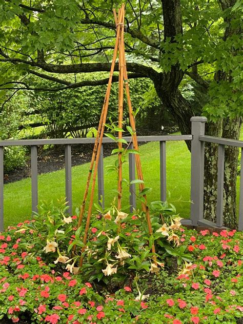 Mandevilla Trellis Ideas Care Tips To Grow Stunning Plants