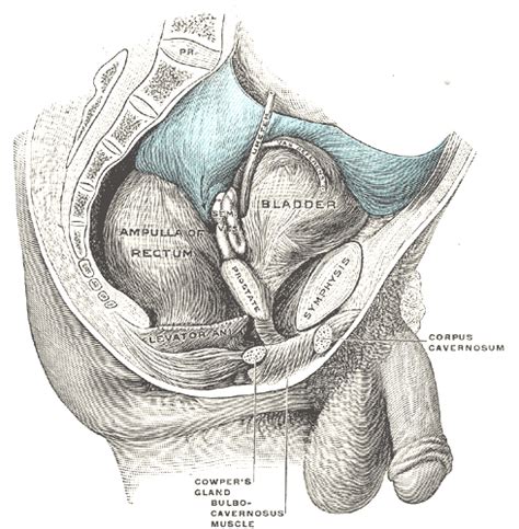 Retropubic space - Wikiwand