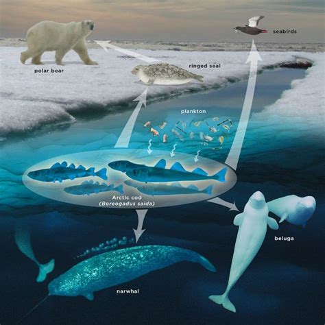 3212+ Beluga whale food chain diet | lambcalories