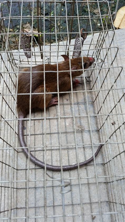 Warisan Petani MB 15 Perangkap Tikus