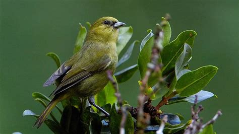 Inaugural Honeycreepers Celebration Day In Hawaiʻi On Aug 8 Raises