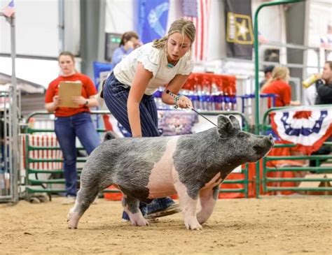Shipley Swine Genetics Details