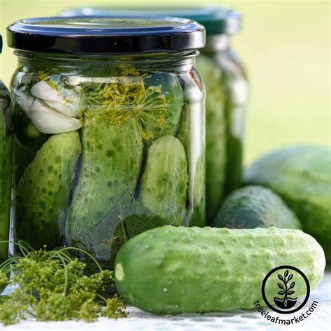 Cucumber Seeds Homemade Pickles Grow Non Gmo Garden Vegetable Seed