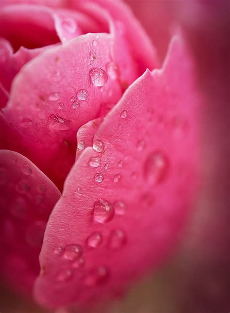 Petals Drop Macro Pink Hd Phone Wallpaper Peakpx