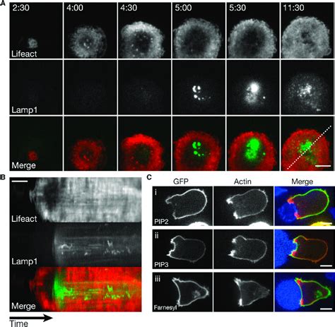 Lytic Granule Secretion Occurs After Cortical Actin Reduction