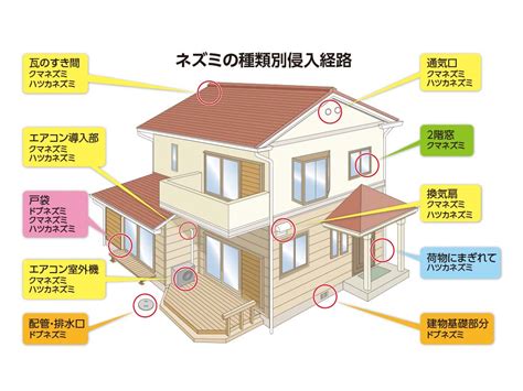 ネズミの種類別侵入経路 福岡のネズミ・ゴキブリ駆除｜株式会社エム・トレード