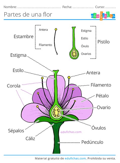 Partes De Una Flor Ficha Con Los Nombres Y Ejercicios Pdf Gratis