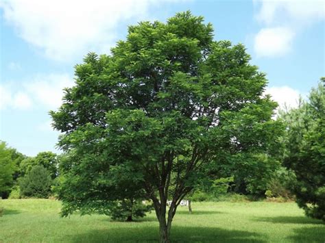 Robinia Pseudoacacia Bessoniana Besson Black Locust The Dawes