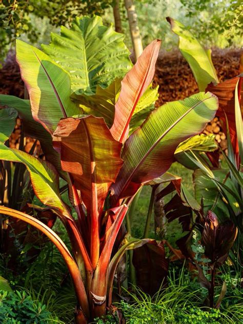 Red Abyssinian Banana