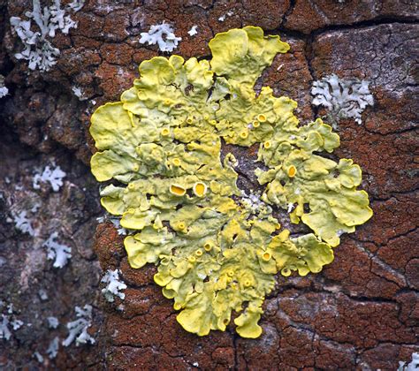 Lichens And Algae Explored A Photo On Flickriver