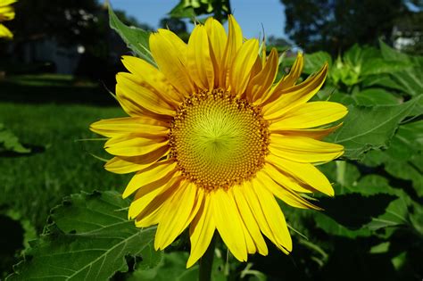 Helianthus Annuus Common Sunflower Wildflowers Of The National