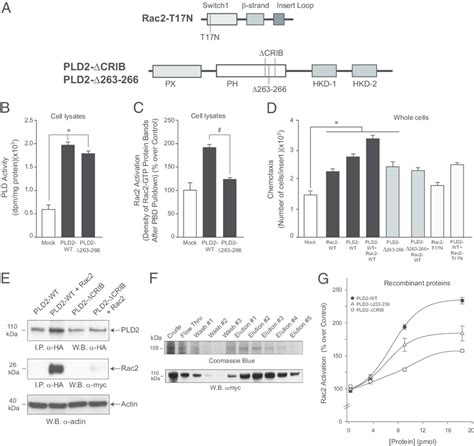 PLD2 PH Domain Mediates GEF Effect Of Rac2 And Is Dependent On An