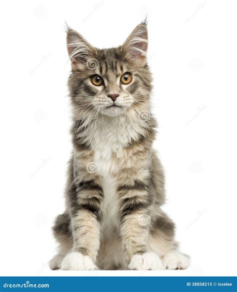 Front View Of A Maine Coon Kitten Sitting Stock Image Image Of