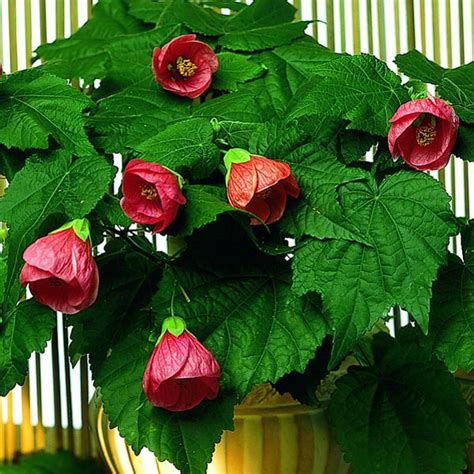 Abutilon Nabat Delivery The Plant That You Deserve Abutilon