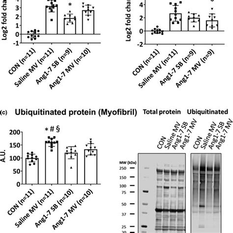 E Ubiquitin Ligase Atrogin A And Murf B Mrna And Ubiquitinated