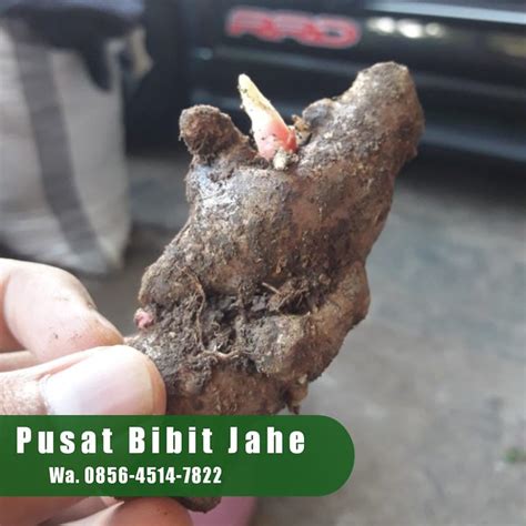 Jual Bibit Jahe Merah Di Jogja Flickr