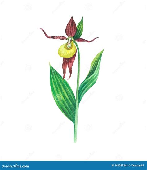 Lady's-slipper, Cypripedium, Rare Plant, Blooming Wild Flower, Forest