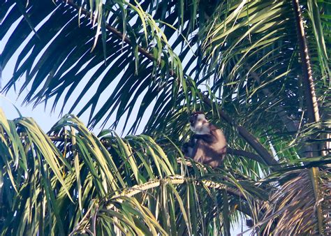 Monkeying Around in Yenzi – Gamba, Gabon | ATGabon