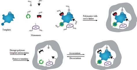 Schematic Representation Of The Molecular Imprinting Process