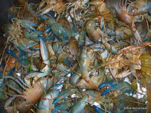 Super Yabbies and Yabby Farming in NSW | Australian Aquatic Biological