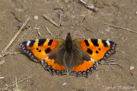 Grande Tortue Nymphalis Polychloros Papillon Vanesse De Lorme