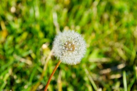 Premium Photo Ripened Dandelion Seeds Fluffy Dandelion Dandelion In