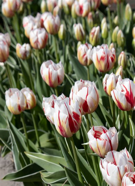 Tulipa Triumph Happy Generation